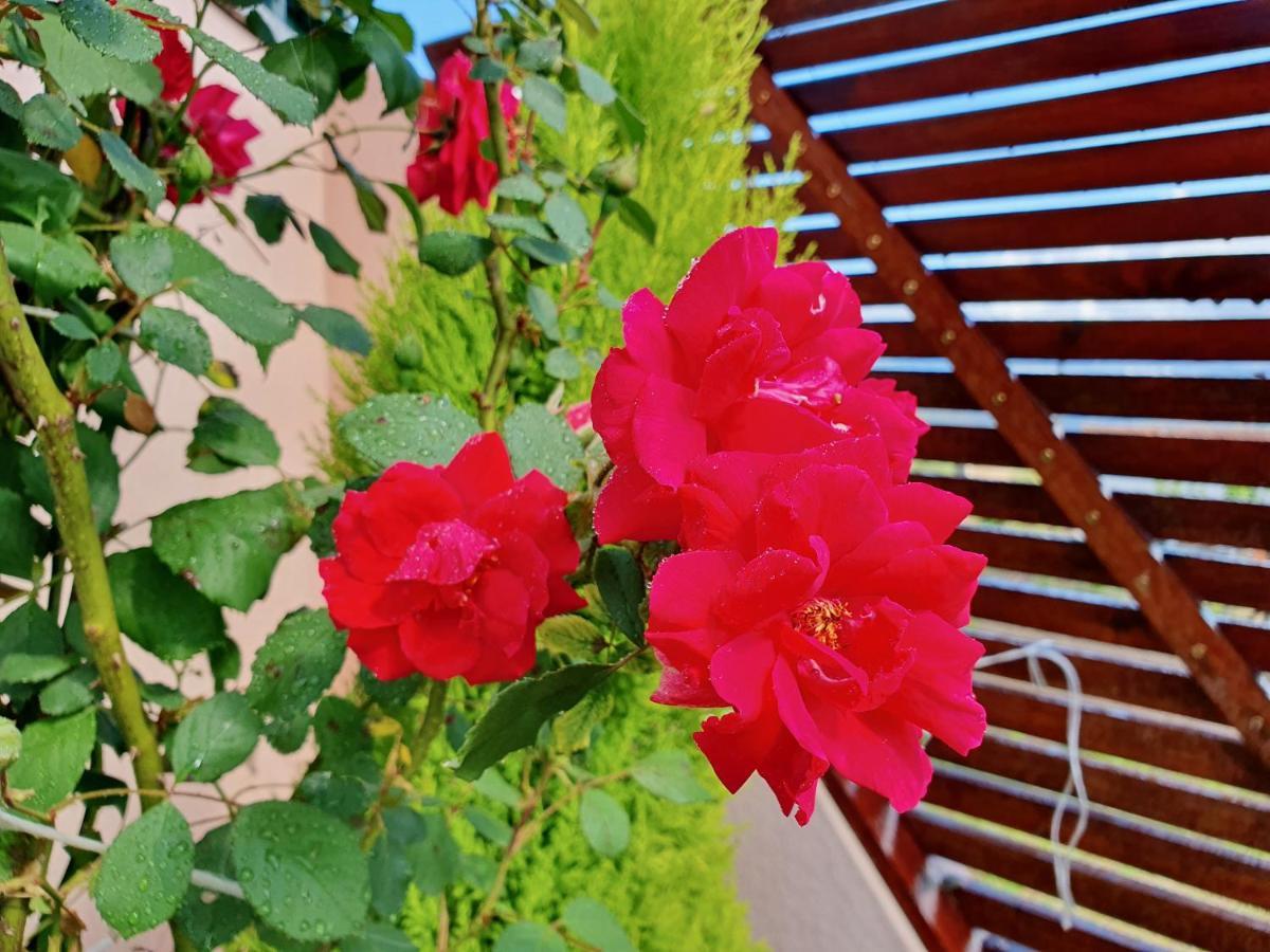 Rosinha Country House 발르 드 캄브라 외부 사진
